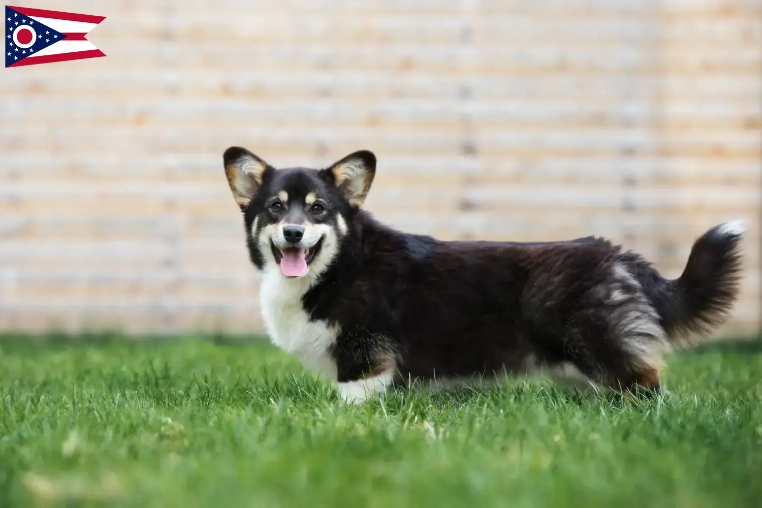Welsh Corgi puppies and breeder Ohio Find Welsh Corgis breeders in Ohio.