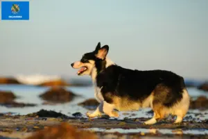 Read more about the article Welsh Corgi breeders and puppies in Oklahoma