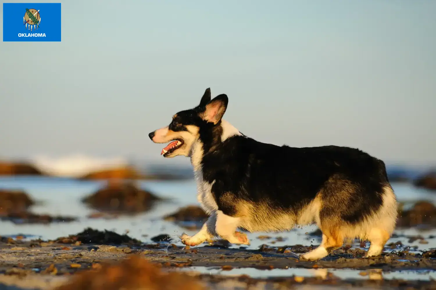 Welsh Corgi puppies and breeders Oklahoma Find Welsh Corgis breeders in Oklahoma.