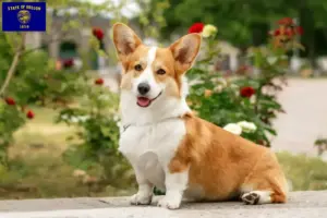 Read more about the article Welsh Corgi breeders and puppies in Oregon
