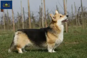 Read more about the article Welsh Corgi breeders and puppies in Pennsylvania
