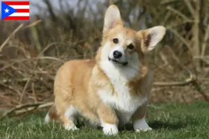 Read more about the article Welsh Corgi breeders and puppies in Puerto Rico