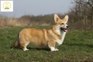 Read more about the article Welsh Corgi breeders and puppies in Rhode Island