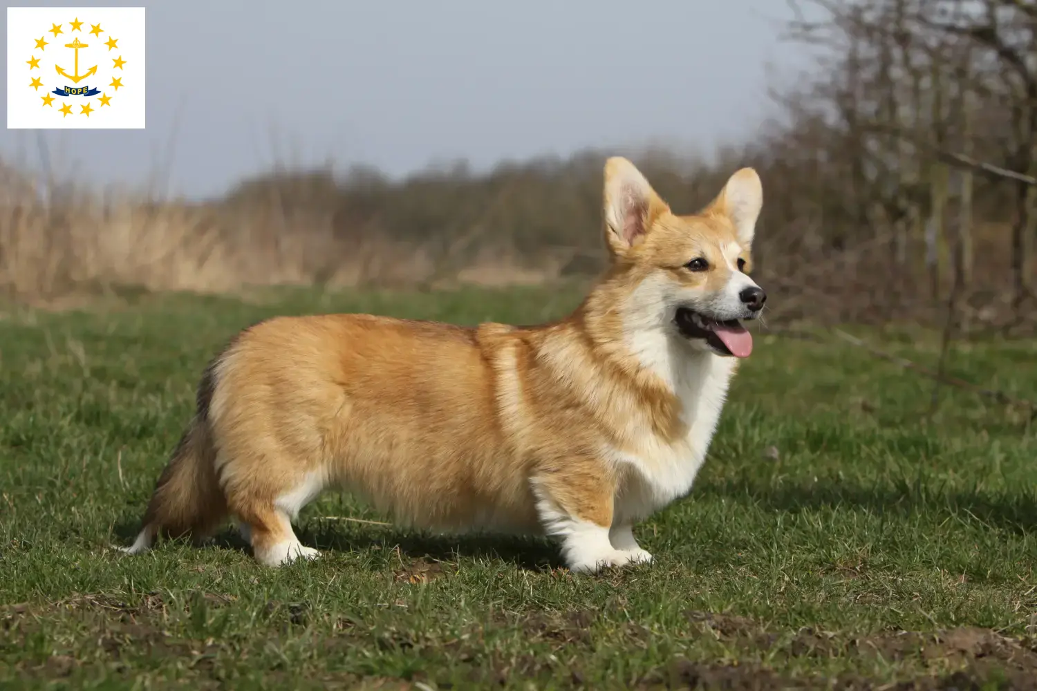 Read more about the article Welsh Corgi breeders and puppies in Rhode Island