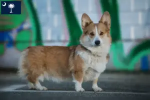 Read more about the article Welsh Corgi breeders and puppies in South Carolina