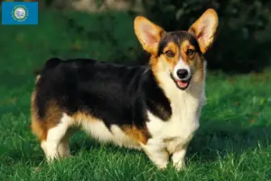 Read more about the article Welsh Corgi breeders and puppies in South Dakota
