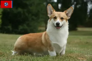 Read more about the article Welsh Corgi breeders and puppies in Tennessee