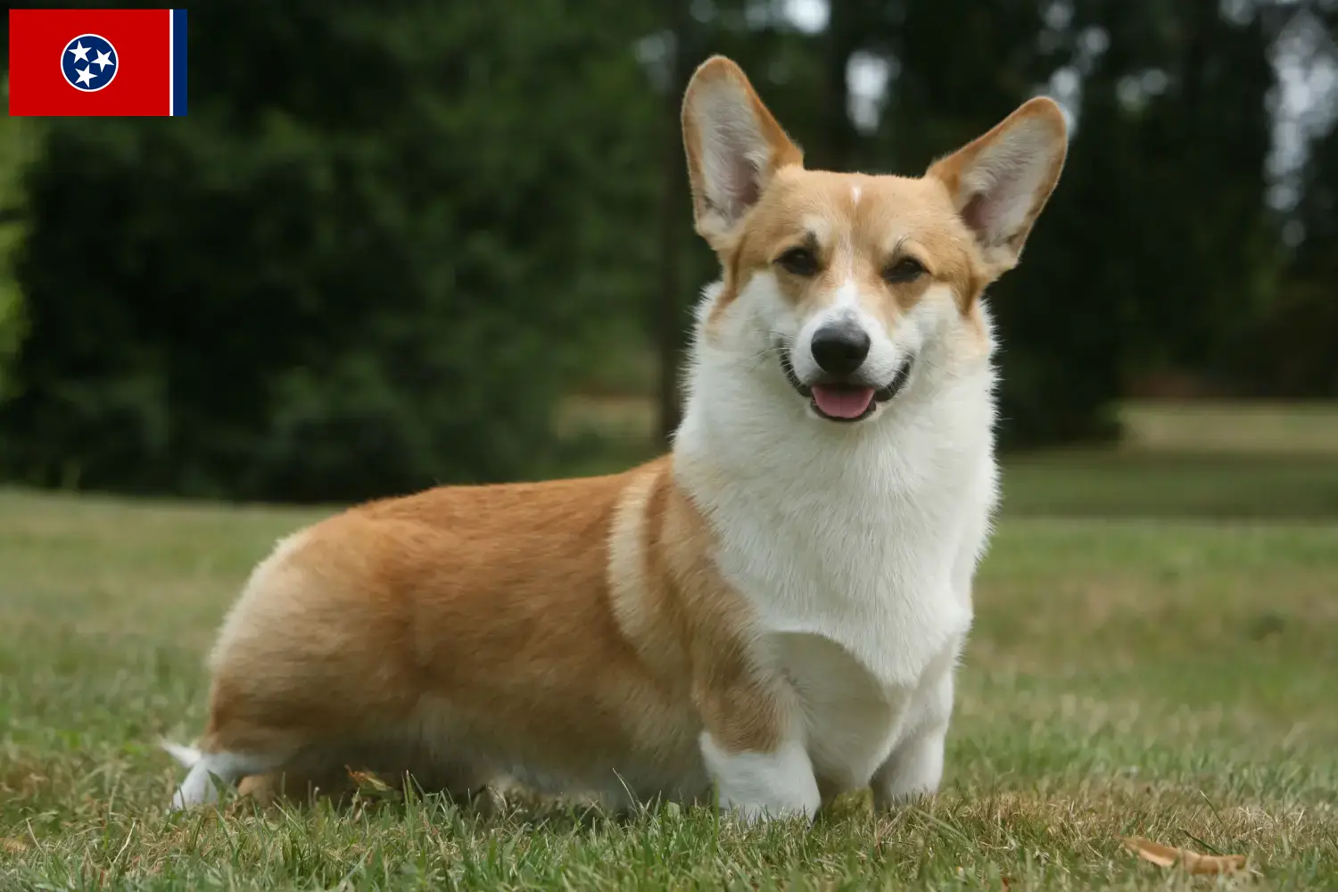 Welsh Corgi puppies and breeder Tennessee Find Welsh Corgis breeders in Tennessee.