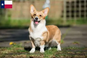 Read more about the article Welsh Corgi breeders and puppies in Texas