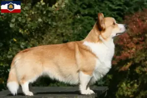 Read more about the article Welsh Corgi breeders and puppies in Utah