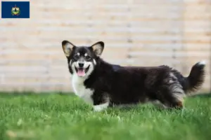 Read more about the article Welsh Corgi breeders and puppies in Vermont
