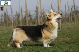 Read more about the article Welsh Corgi breeders and puppies in West Virginia