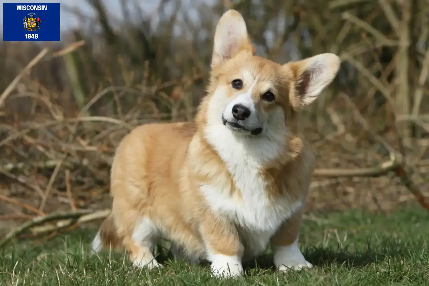 Read more about the article Welsh Corgi breeders and puppies in Wisconsin