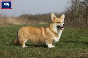 Read more about the article Welsh Corgi breeders and puppies in Wyoming