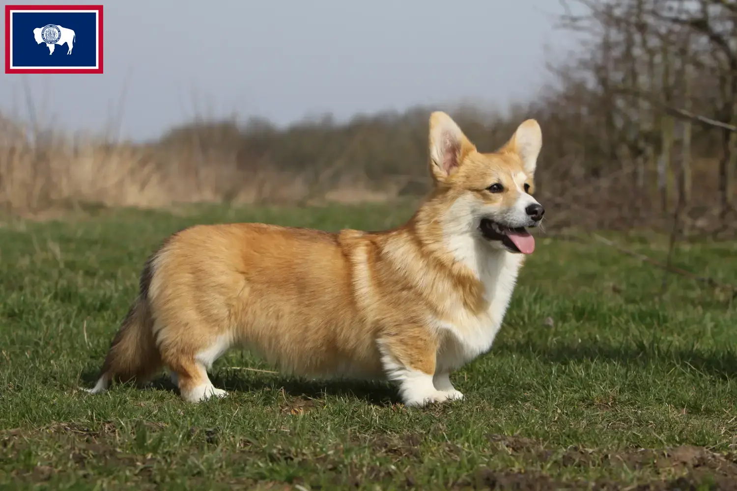 Read more about the article Welsh Corgi breeders and puppies in Wyoming