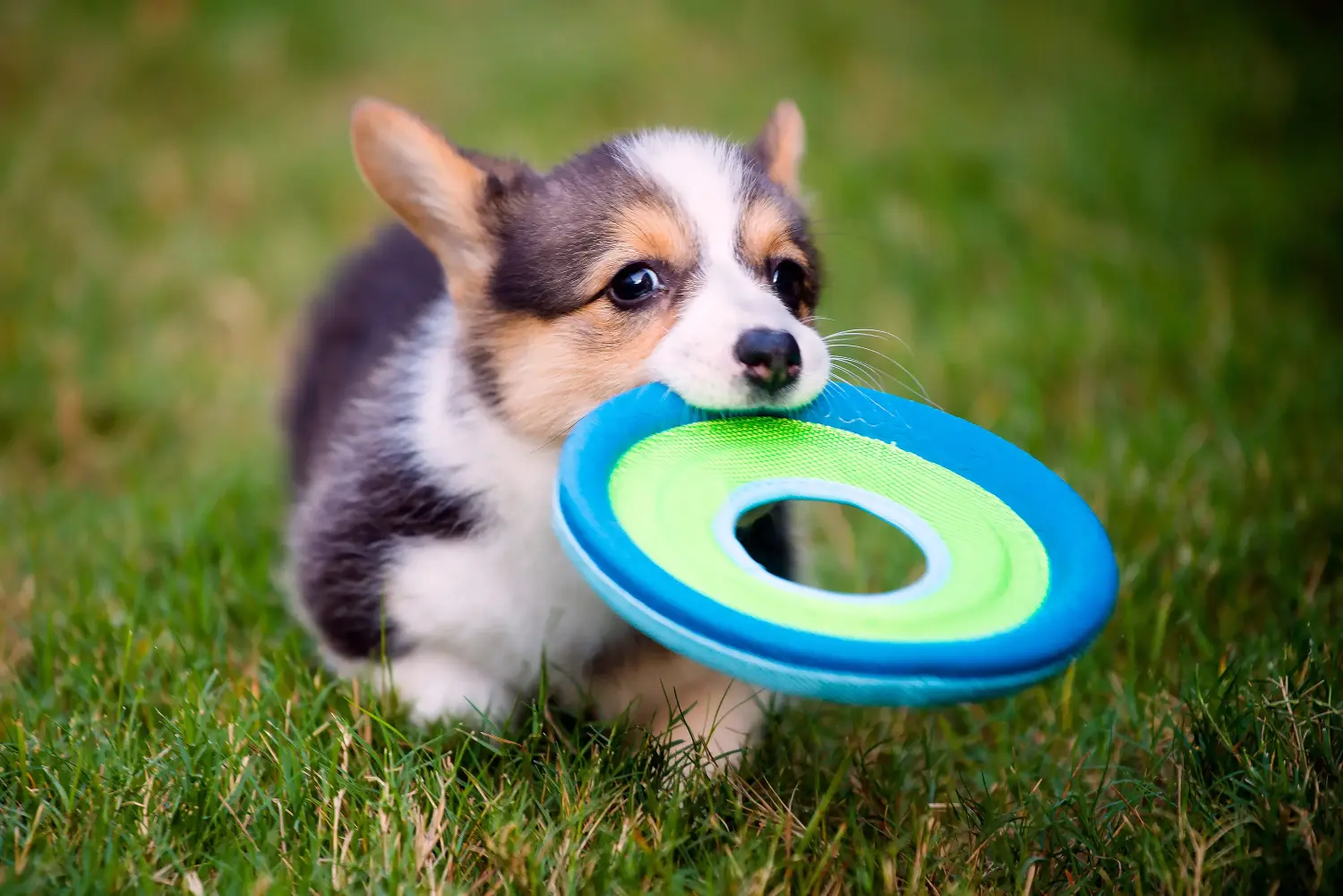 Buying a Welsh Corgi puppy means taking responsibility! Buy Welsh Corgi puppies.