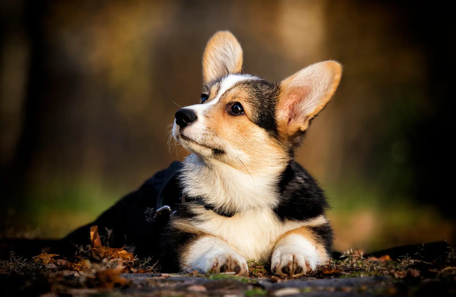 Buying a Welsh Corgi puppy means taking responsibility! Buy Welsh Corgi puppies.
