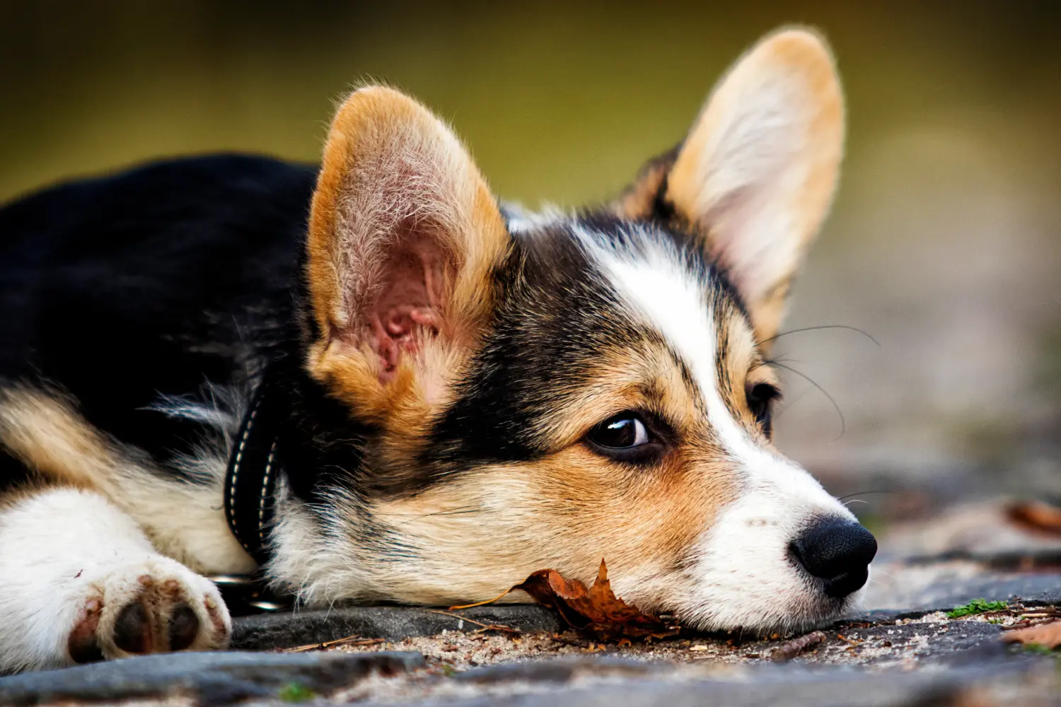 Buying a Welsh Corgi puppy means taking responsibility! Buy Welsh Corgi puppies.