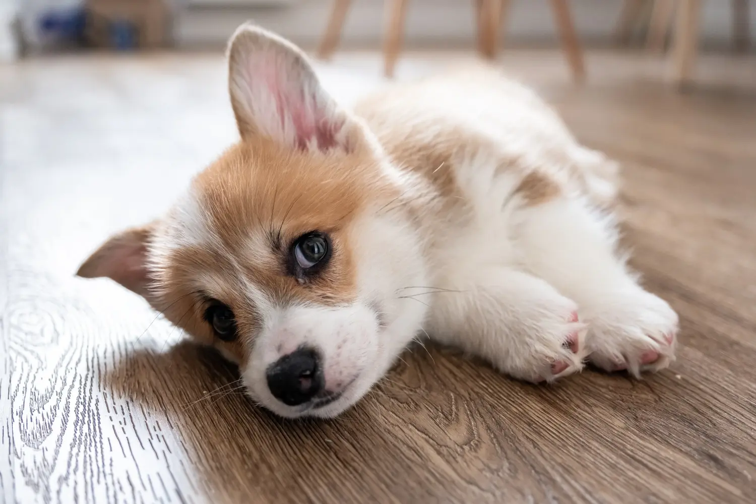 Buying a Welsh Corgi puppy means taking responsibility! Buy Welsh Corgi puppies.
