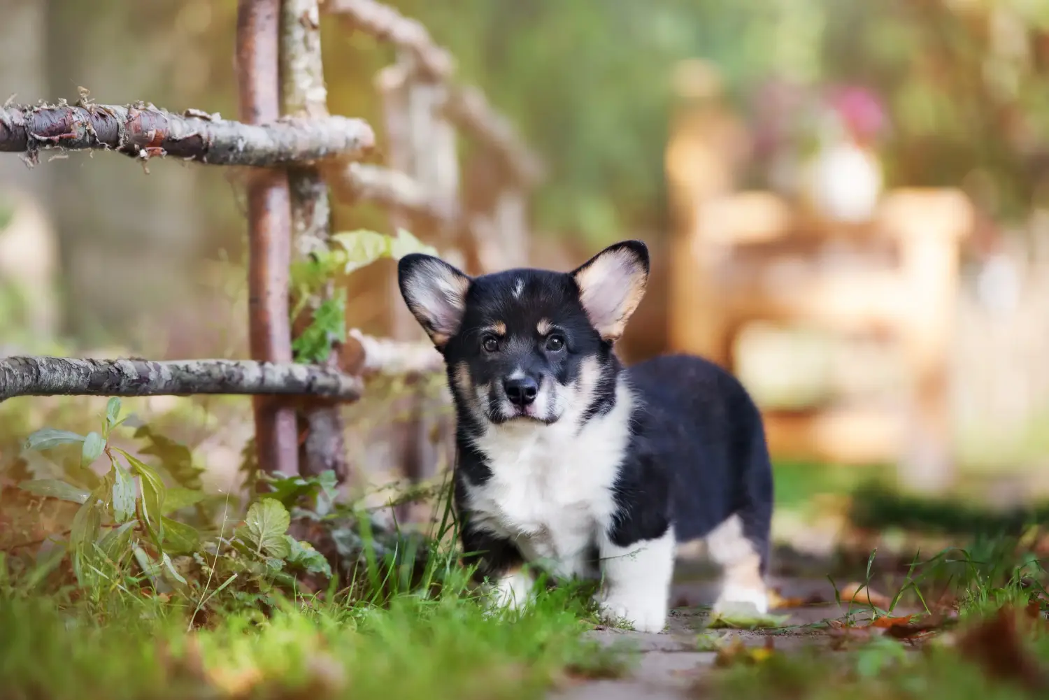 Buying a Welsh Corgi puppy means taking responsibility! Buy Welsh Corgi puppies.