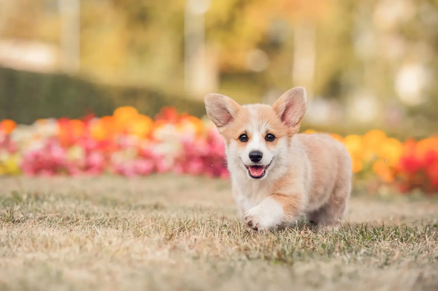 Buying a Welsh Corgi puppy means taking responsibility! Buy Welsh Corgi puppies.