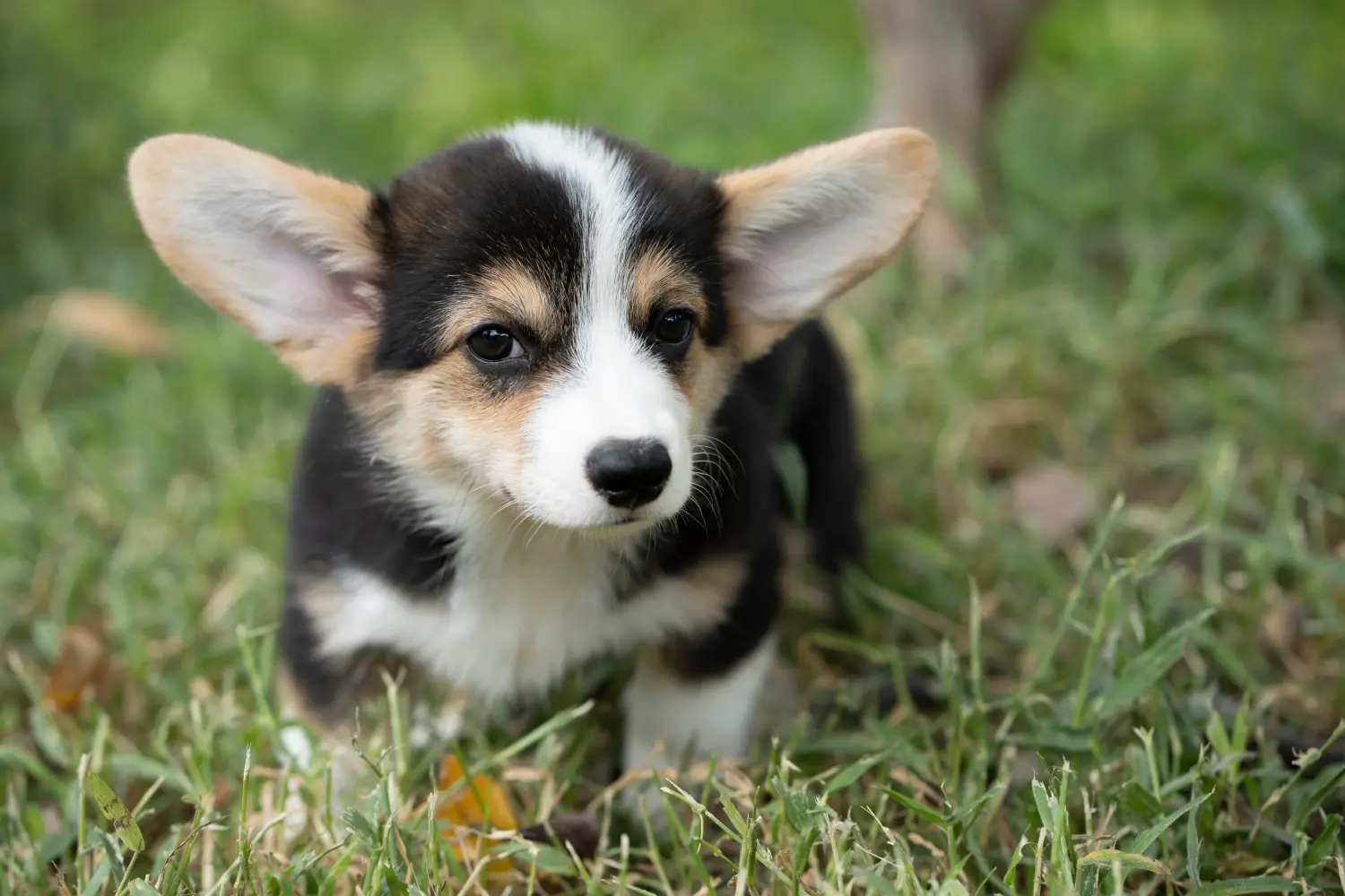 Buying a Welsh Corgi puppy means taking responsibility! Buy Welsh Corgi puppies.