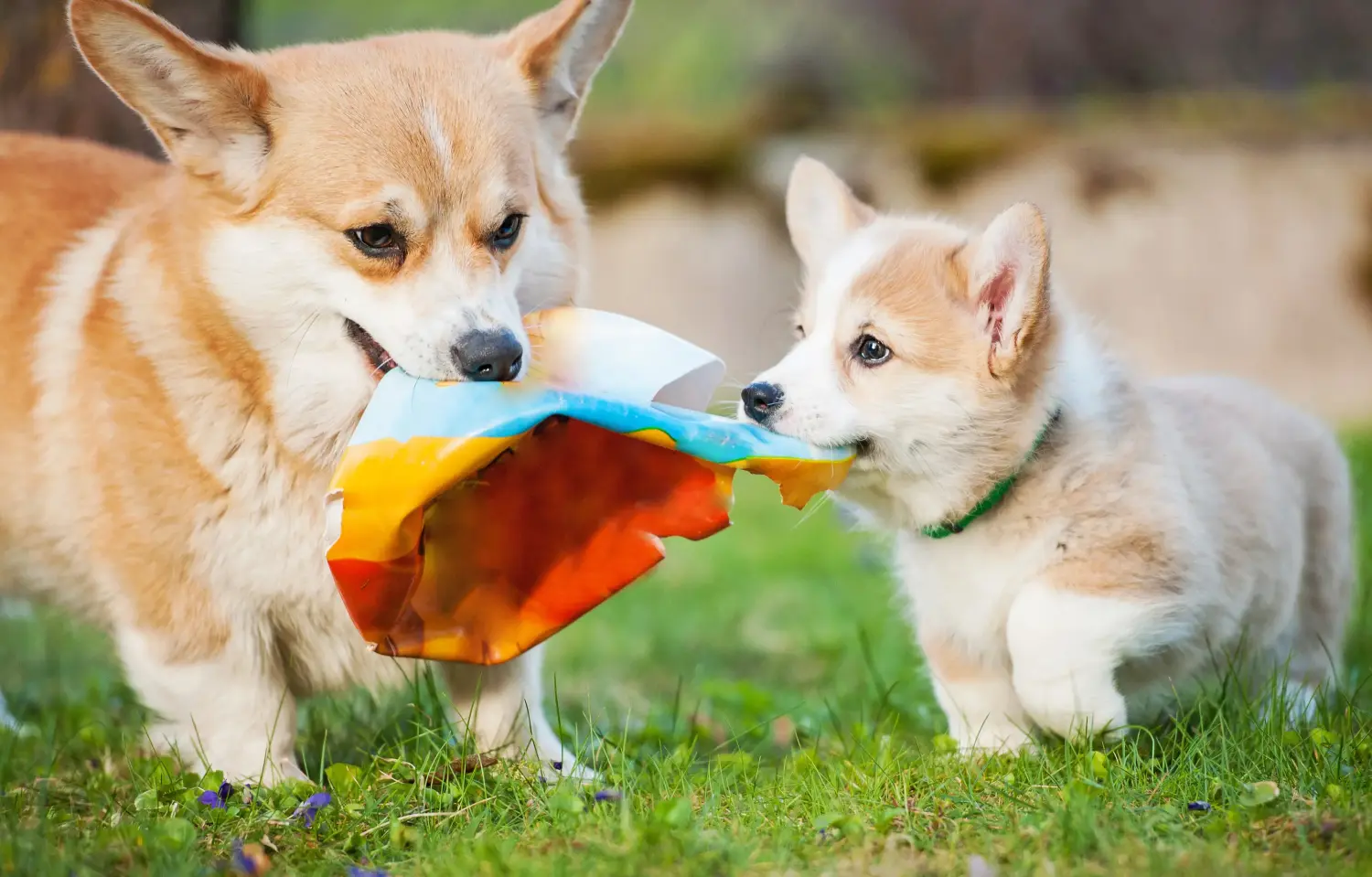 Buying a Welsh Corgi puppy means taking responsibility! Buy Welsh Corgi puppies.