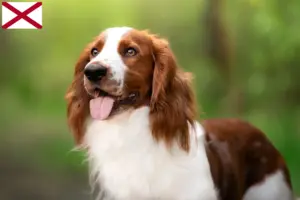 Read more about the article Welsh Springer Spaniel breeders and puppies in Alabama