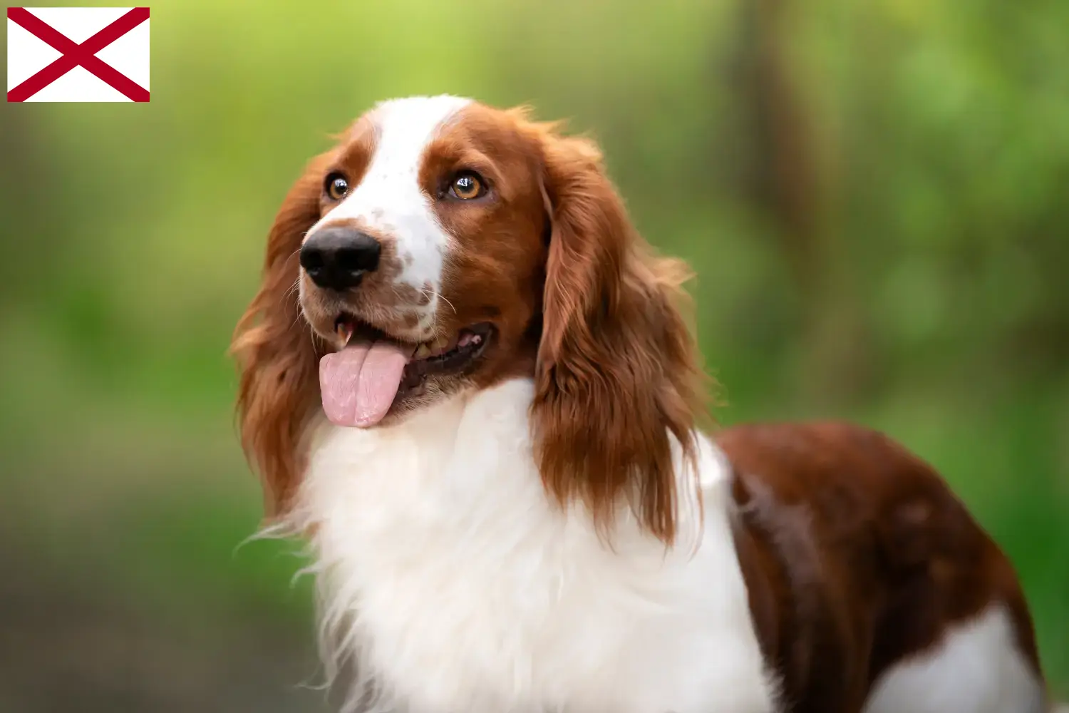 Welsh Springer Spaniel puppies and breeder Alabama Find Welsh Springer Spaniels breeders in Alabama.