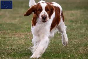 Read more about the article Welsh Springer Spaniel breeders and puppies in Alaska