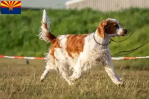 Read more about the article Welsh Springer Spaniel breeders and puppies in Arizona