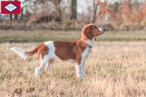Read more about the article Welsh Springer Spaniel breeders and puppies in Arkansas