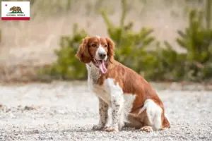 Read more about the article Welsh Springer Spaniel breeders and puppies in California