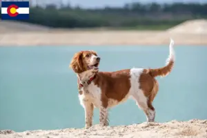 Read more about the article Welsh Springer Spaniel breeders and puppies in Colorado