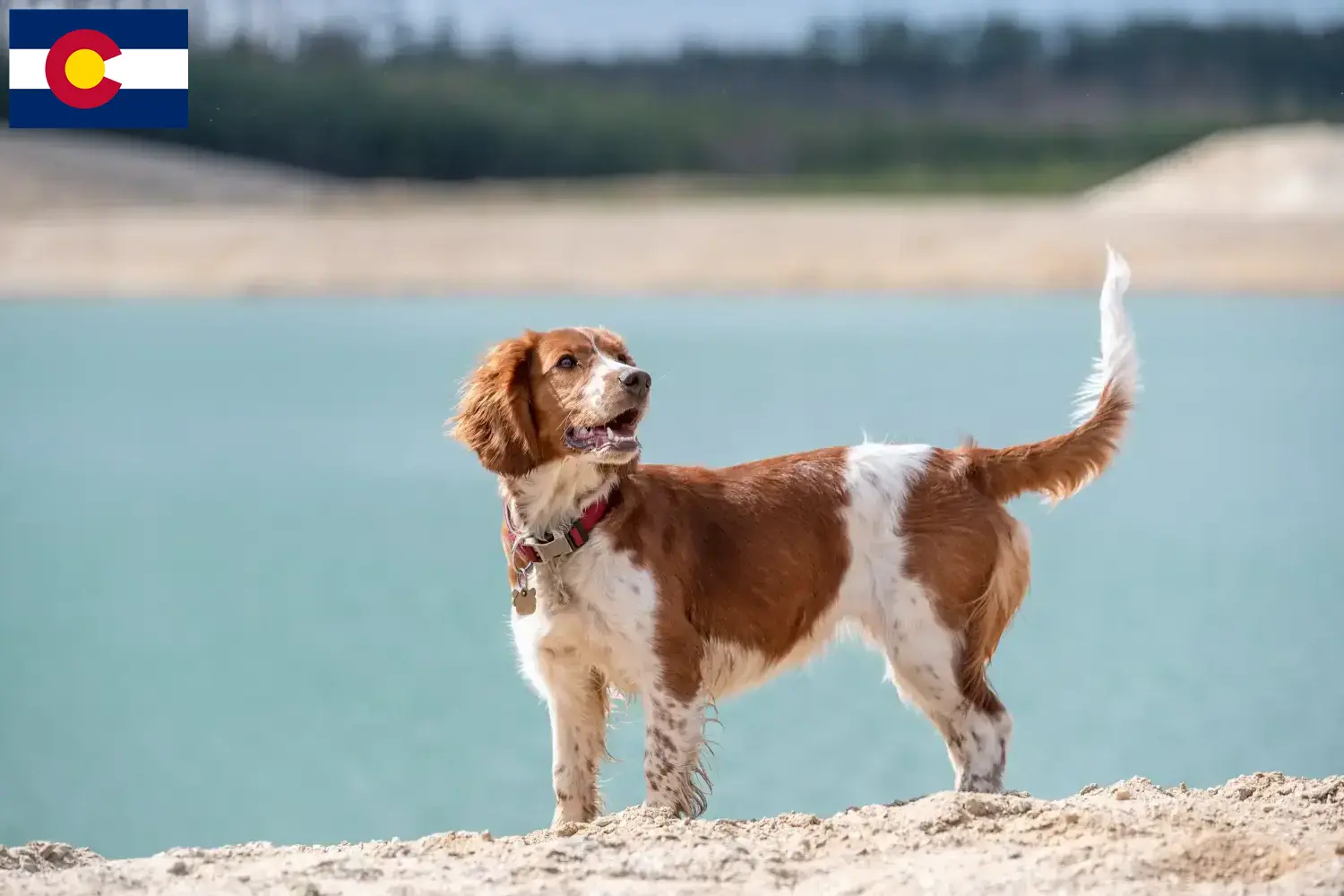 Welsh Springer Spaniel puppies and breeder Colorado Find Welsh Springer Spaniels breeders in Colorado.