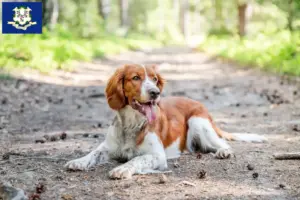 Read more about the article Welsh Springer Spaniel breeders and puppies in Connecticut