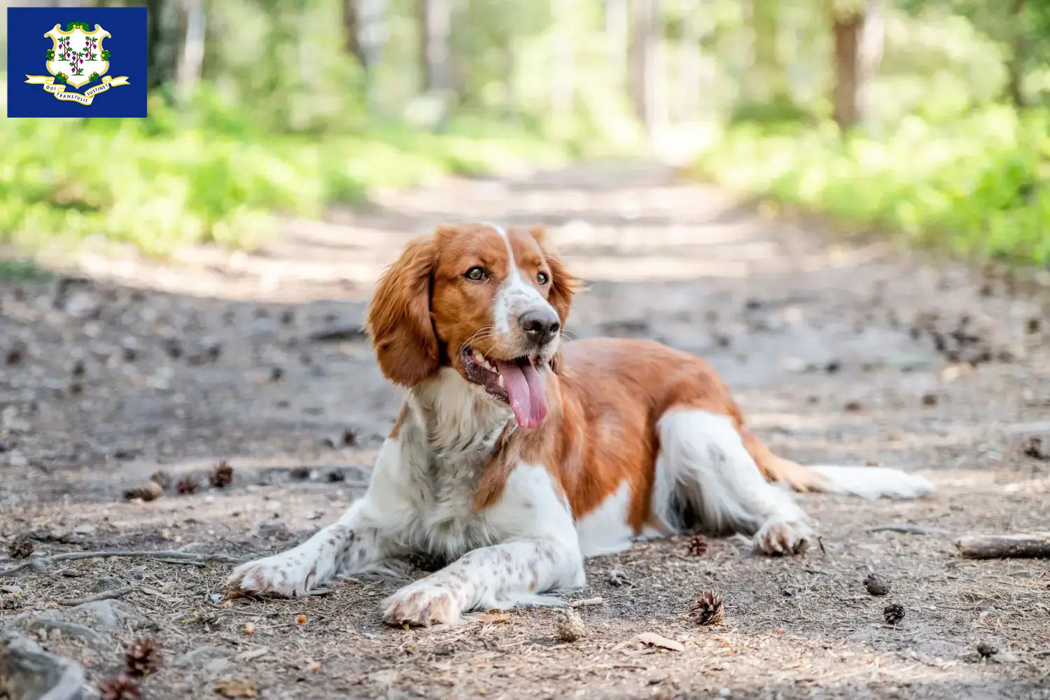 Welsh Springer Spaniel puppies and breeders Connecticut Find Welsh Springer Spaniels breeders in Connecticut.