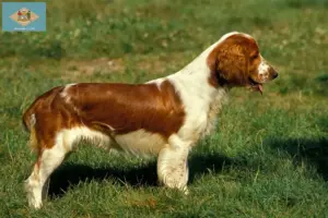 Read more about the article Welsh Springer Spaniel breeders and puppies in Delaware