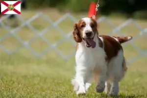 Read more about the article Welsh Springer Spaniel breeders and puppies in Florida