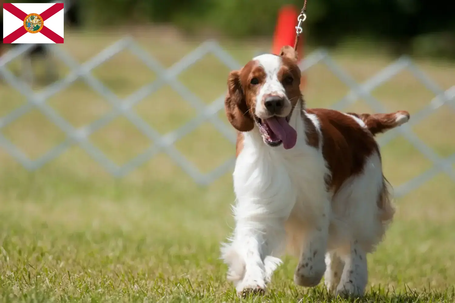 Welsh Springer Spaniel puppies and breeders Florida Find Welsh Springer Spaniels breeders in Florida.