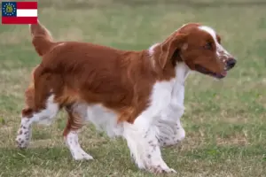 Read more about the article Welsh Springer Spaniel breeders and puppies in Georgia