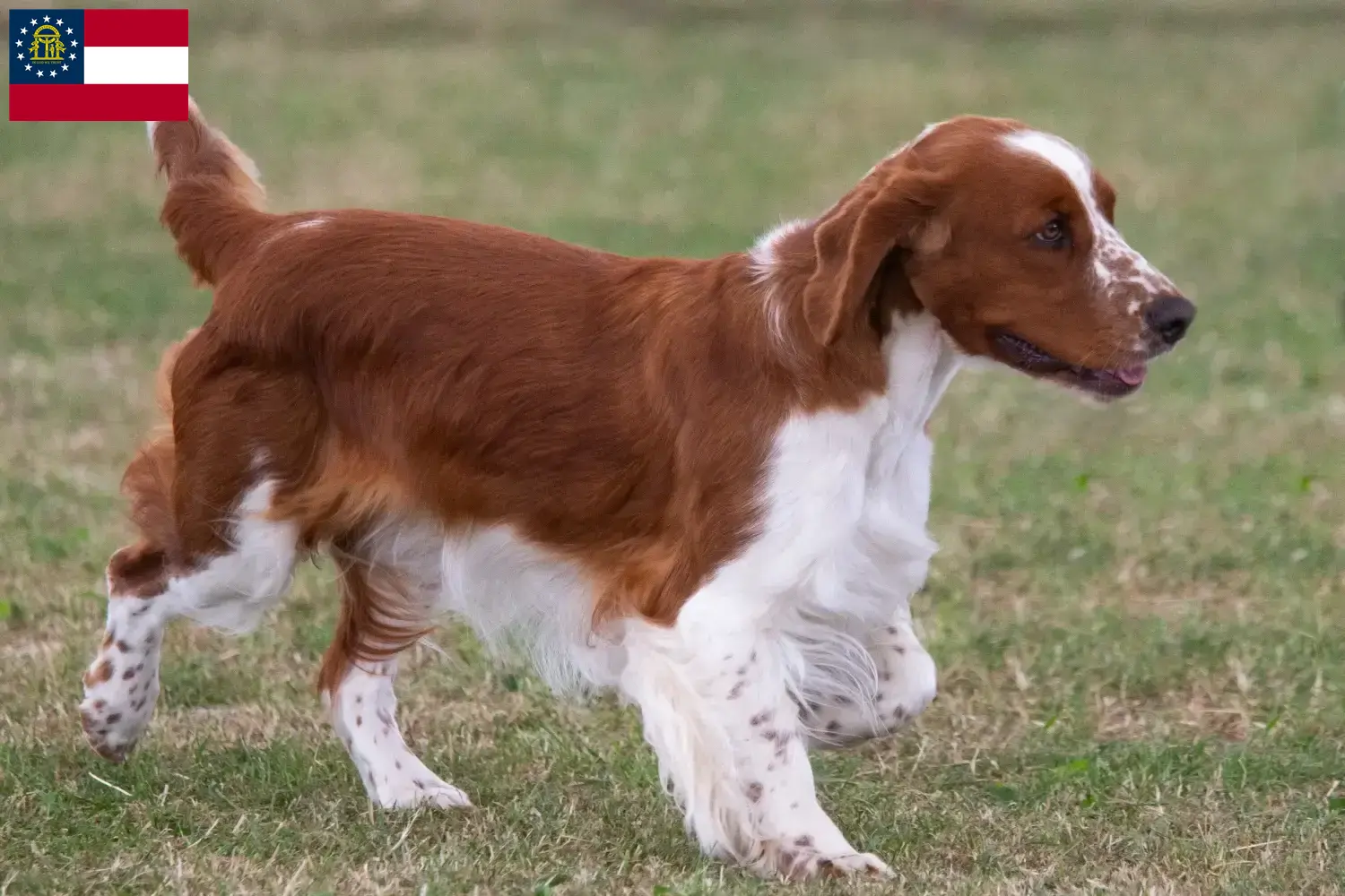 Welsh Springer Spaniel puppies and breeder Georgia Find Welsh Springer Spaniels breeders in Georgia.