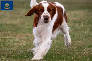 Read more about the article Welsh Springer Spaniel breeders and puppies in Idaho