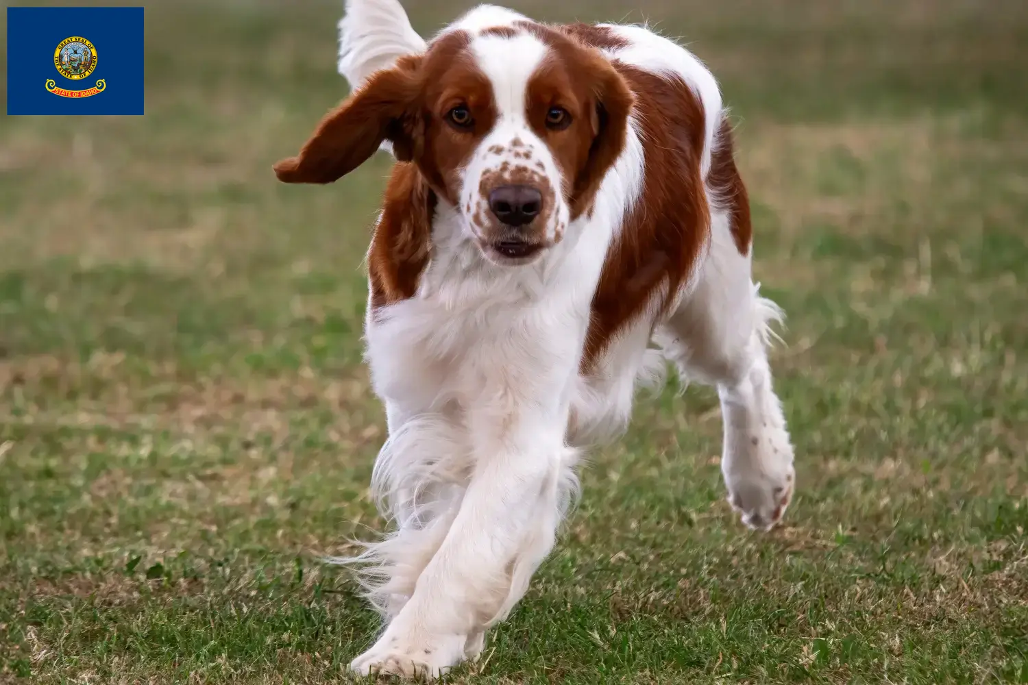 Welsh Springer Spaniel puppies and breeders Idaho Find Welsh Springer Spaniels breeders in Idaho.