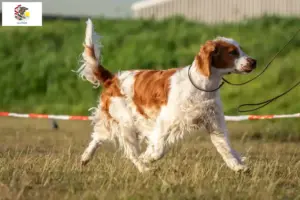 Read more about the article Welsh Springer Spaniel breeders and puppies in Illinois