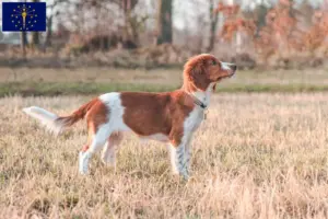 Read more about the article Welsh Springer Spaniel breeders and puppies in Indiana