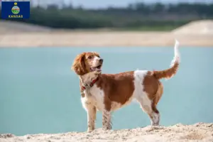 Read more about the article Welsh Springer Spaniel breeders and puppies in Kansas