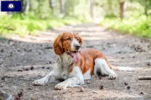 Read more about the article Welsh Springer Spaniel breeders and puppies in Kentucky
