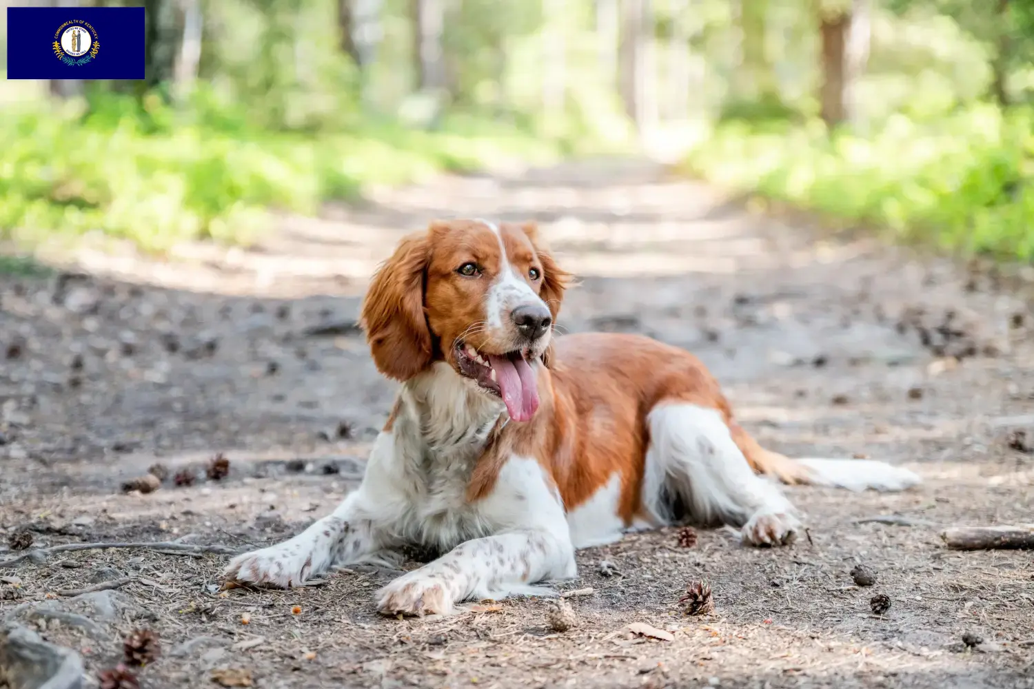 Welsh Springer Spaniel puppies and breeder Kentucky Find Welsh Springer Spaniels breeders in Kentucky.