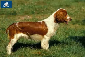 Read more about the article Welsh Springer Spaniel breeders and puppies in Louisiana